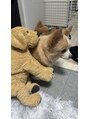 プラスフィール 高田馬場店 実家の犬です!