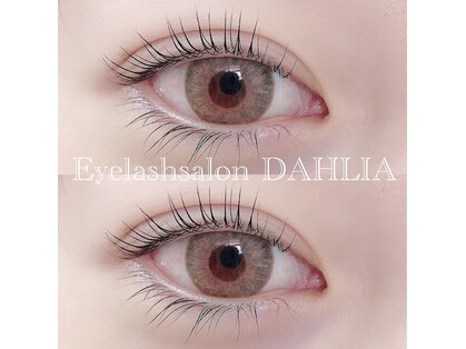 ダリア(DAHLIA)の写真
