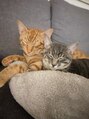 シャングリ ラ(Shangri La) 家での癒しは猫ちゃんです。2匹と一緒に暮らしています。