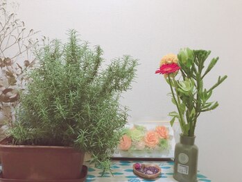 ハミングバード/今日のお花