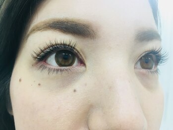 ルピナス(Lupinus)/アップワードラッシュ160本