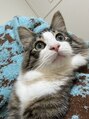 ヌーヴェル(nouvell)&nbsp;まだ8ヶ月の子猫です(*^ ^*)