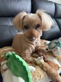 トライアンフ(TriumpH) トイプードル買ってます^^愛犬ですっ!
