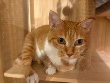 リメイク(Re make)の雰囲気（サロン保護猫！おこげ　♀９歳人馴れ訓練中☆里親募集☆）