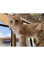 リッツ 渋谷店&nbsp;猫好きです(^^)見るだけで癒されます！［渋谷/ヘッドスパ/指圧］
