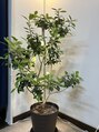 チュラ鍼灸院 西宮北口(ChuRa鍼灸院)&nbsp;植物好き。店内緑化計画中