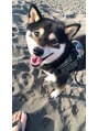 リディーブ 武蔵小杉(Ridive)&nbsp;愛犬の豆柴です！性格はジャイアンです！