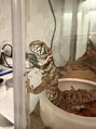 エスーガ(ESUGA) ペットは猫2匹、トカゲ1匹、ヘビ5匹