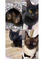 キュー(Cue) 大人にゃんず☆みんな兄弟猫です♪