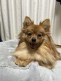 エステサロン ジュエル 高松レインボー店(JEWEL) ポメラニアンの女の子を飼っています♪