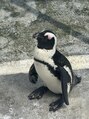 シャイニー 掛川店(shiny) ペンギン飼ってみたいですね♪
