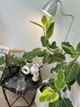 ケリー(kelly) 観葉植物にはまっています！