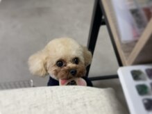 ミラ(milla.)の雰囲気（顧客様からも愛されてる人気者犬☆基本寝てます…）