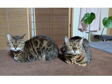 チュチュ(Chu Chu)の雰囲気（動物アレルギーの方はご遠慮ください）