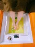 【足のむくみ/冷え解消】生姜の漢方足湯＋フットリンパマッサージ30分3600円