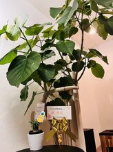 フォレストムーン 高円寺店(forestmoon)/シンボルツリー　