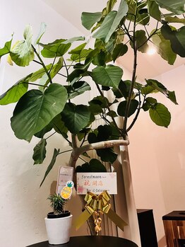 フォレストムーン 高円寺店(forestmoon)/シンボルツリー　