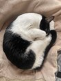 アルトモ鍼灸院 整体院(Arutomo鍼灸院 整体院) 実家にいる猫です!