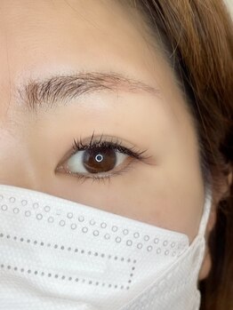 ルピナス(Lupinus)/LEDフラットラッシュ140本