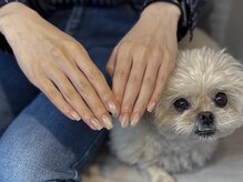 ジュエ(jouer)の雰囲気(看板犬teddy☆3kgペキプーの大人しい男の子がたまにいます!)