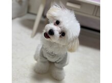イフネイル(if nail)の雰囲気（看板犬のジオくんです♂）