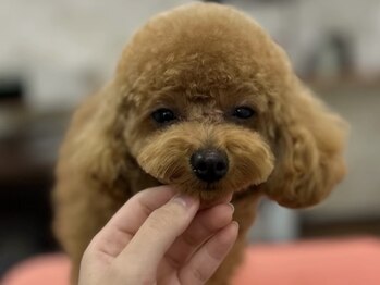 トトノリス(Totonoris)/カット中をチラッと(笑)