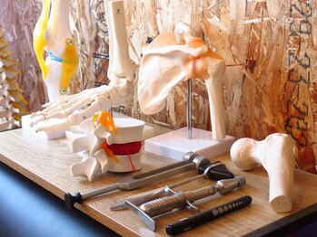 アールビービープラス(RBB+)/各種骨模型