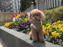 オフトゥール アトリエ カオ キャンアイドレッシー 鶴見店(ofuturo kao)の雰囲気（可愛い愛犬１３歳です♪(犬好きの方,お待ちしております☆)）