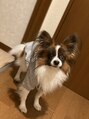 エスポワール(ESPOIR)&nbsp;自宅でパピヨン飼ってます！14歳です♪