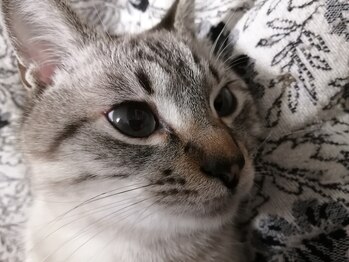 おうちサロン しゅろ/猫がお出迎えする事があります