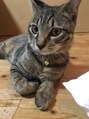 プリヴェ バイ サロンリュクス(Prive by Salon Luxe) 4匹目リン♂小さい頃可愛いー