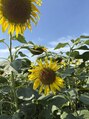 ブロッサ(Blossa) お花が好きで今はひまわり畑で詰んできたひまわりを飾ってます♪