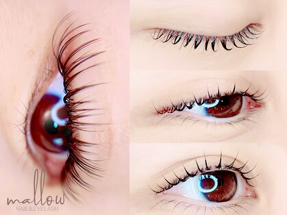 マロウ(mallow)の写真