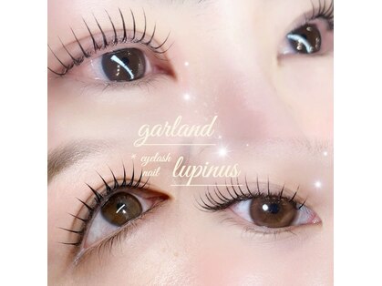 ガーランド ルピナス(garland lupinus)の写真