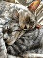 パールプラス 三田西山店(Pearl plus) 私の誕生日にご縁があってやってきた保護猫ちゃんと暮らしてます