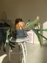 フィル(fil)/salon