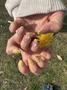 イエローネイル