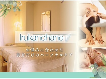 イルカの羽の写真