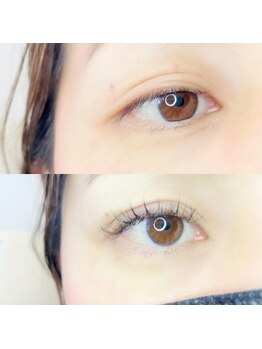 ルピナス(Lupinus)/LEDフラットラッシュ120本