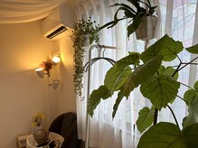 かすみ草(Nuad Thai & Relaxation)の雰囲気（6畳一間のアパートの一室。たくさんの植物の中でプチ森林浴を。）