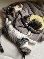 アリ(Ari33)&nbsp;可愛い可愛い愛猫です◎保護猫ちゃんです♪