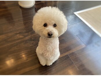 フリッシェ グラン(Frishe Gran)/看板犬トイプードルのマシュー