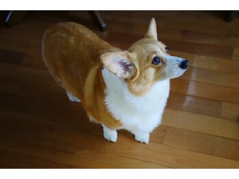 サロンドフィル(Salon de fil)/我が家のアイドル