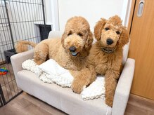 リレアネイル(Li'lea Nail)の雰囲気（看板犬のスタンダードプードル【ウル♂】【ハロ♂】がいます♪）