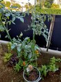 ピュアエステ ブリアント 松戸店 家庭菜園取りたての野菜は生体電気が高まって、最高!