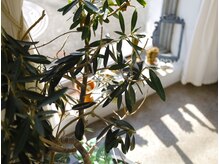 ドールズ ネイル(DOLLS NAIL)/自爪に優しいパラジェル導入店