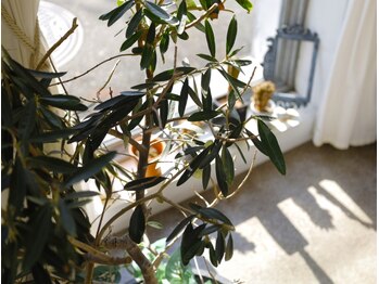 ドールズ ネイル(DOLLS NAIL)/自爪に優しいパラジェル導入店