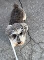 グローリー 甲府(GLORY)&nbsp;愛犬のミニチュア・シュナウザーです♪