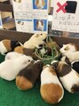 ロココ 仙台店(Rococo)&nbsp;他のかわいい動物さんも好きです！これはモルモットです。