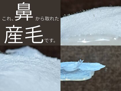 テリー(Terry)の写真